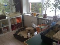 freund-fellnase_Einblick in unser Kleintierzimmer